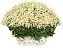 Цветочная композиция из Ромашки в корзине #REPLACE_PRED# Волгодонске